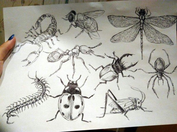Рисование насекомые
