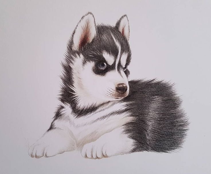 Рисунок хаски карандашом для срисовки