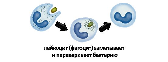 Нарисуйте лейкоцит осуществляющий фагоцитоз