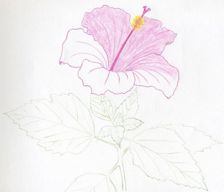 Рисунки цветов для срисовки