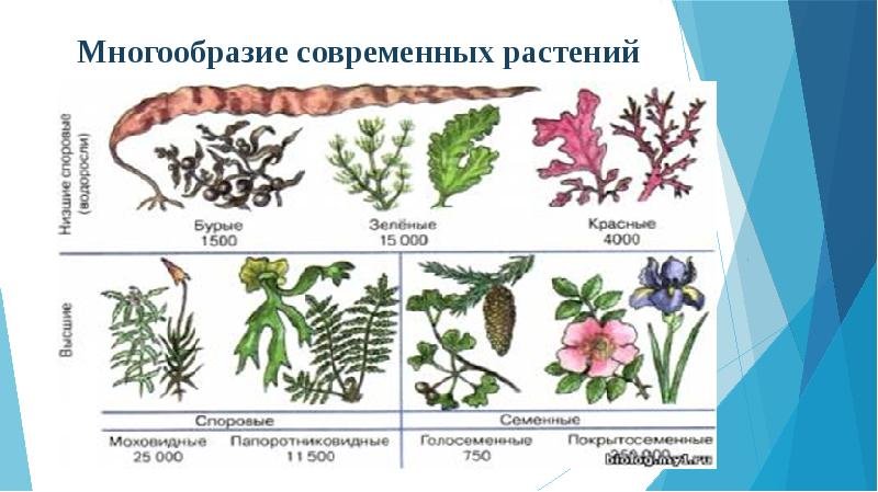 Эволюция. Растения