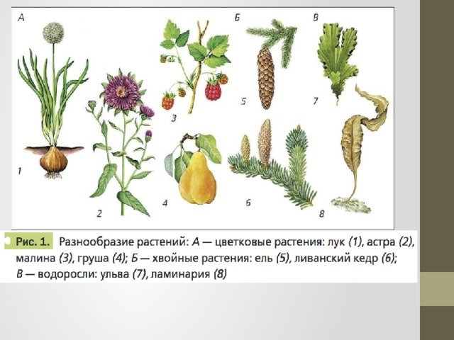 Растение и их разнообразие