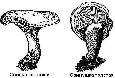 Ядовитые грибы рисунки свинушками