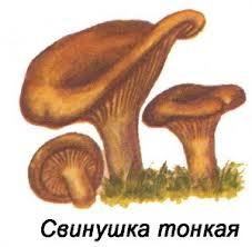 Нарисовать свинушка гриб