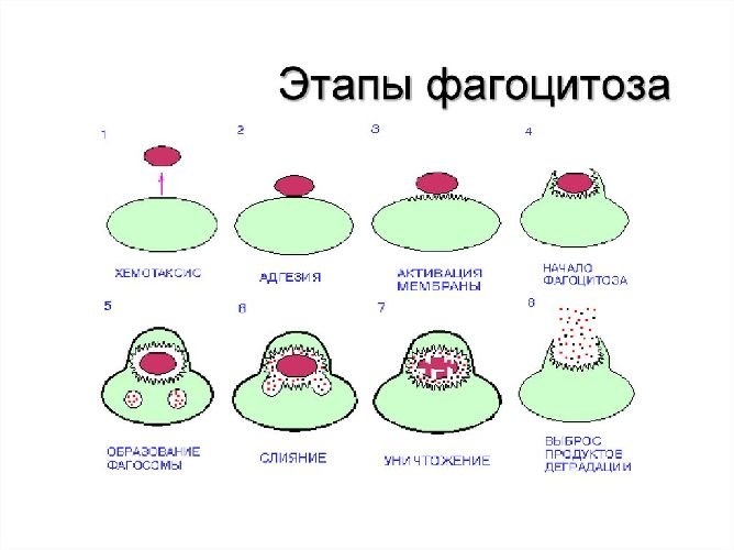 Стадии фагоцитоза микробиология рисунок