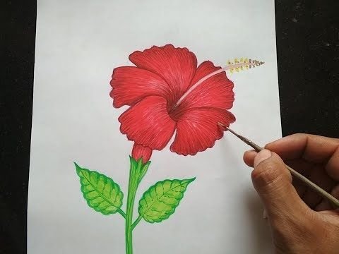 Гибискус нарисовать
