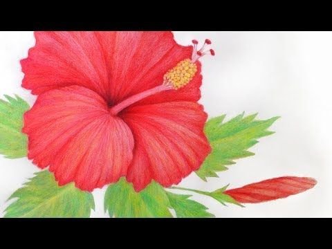 Гибискус иллюстрация