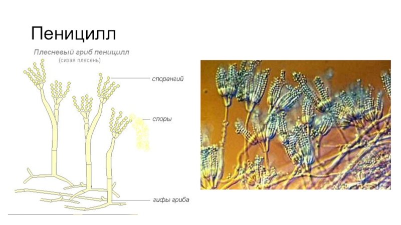 Рисунок плесневого гриба пеницилла