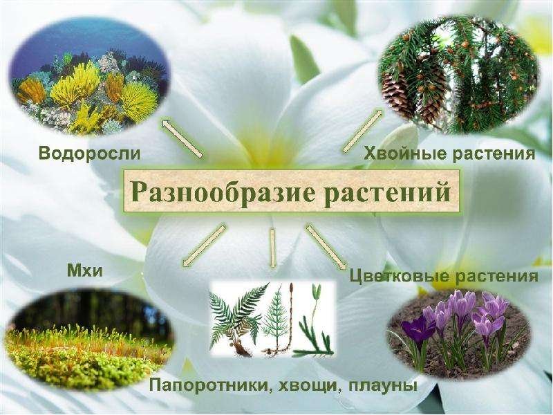 Мир растений разнообразие растений