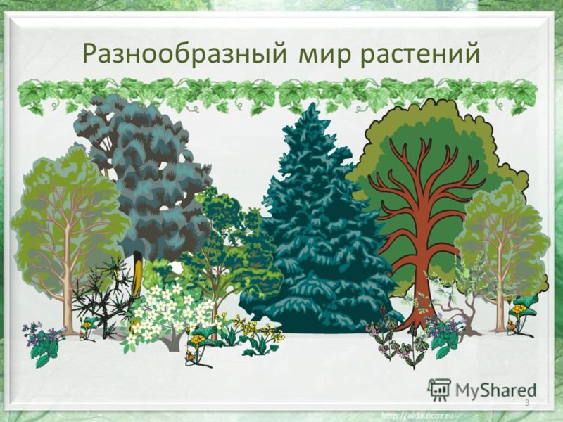 Растительный мир для детей