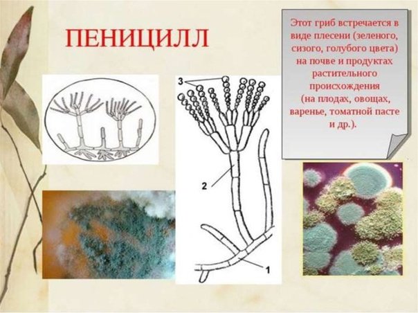 Строение плесени пеницилл