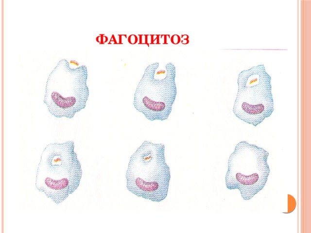 Фагоцитоз