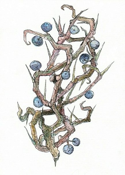 Терновник лоза