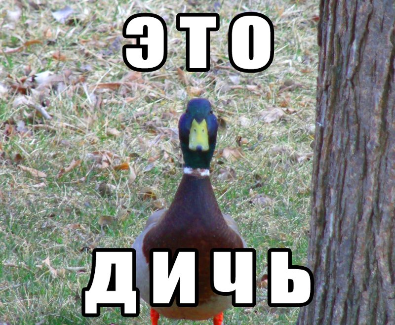 Прикольная дичь