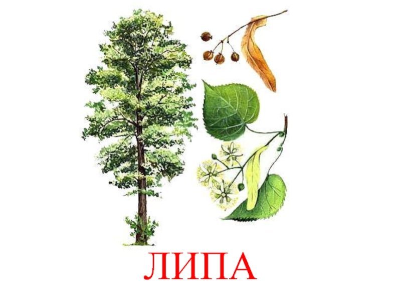 Липа для детей