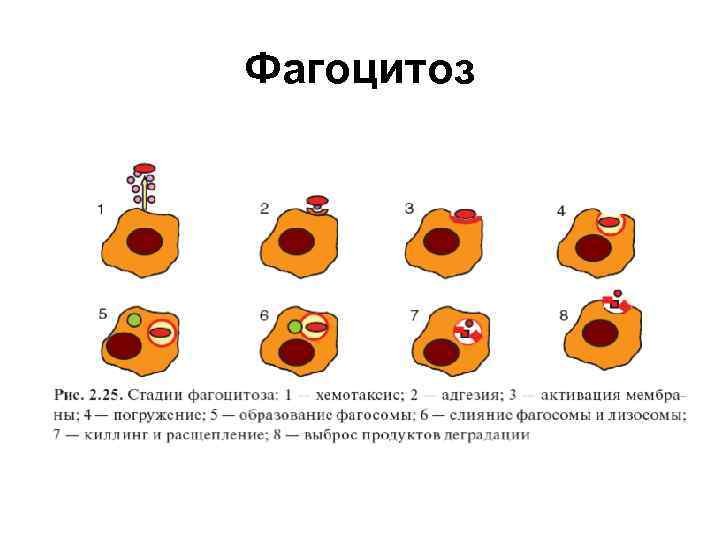 Фагоцитоз лейкоцитов схема