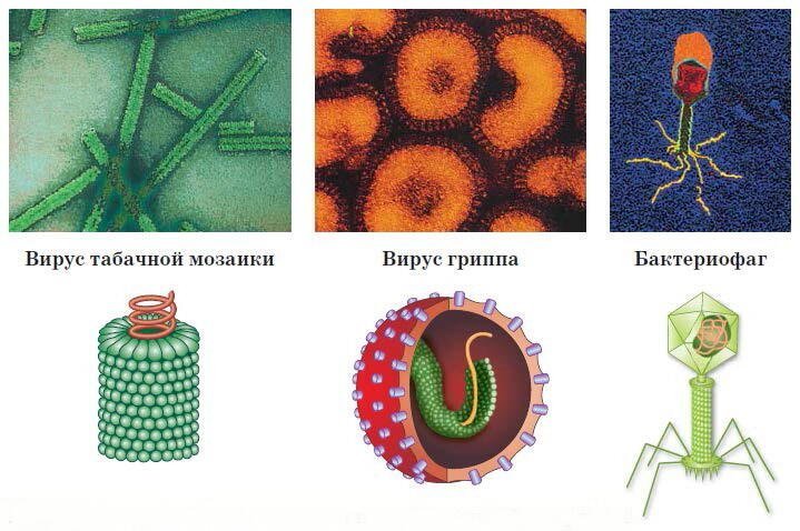 Вирус табачной мозаики и бактериофаг