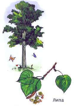 Липа картинка для детей