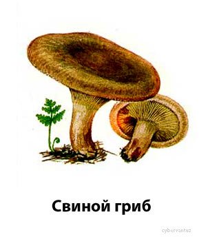 Свинушка на белом фоне