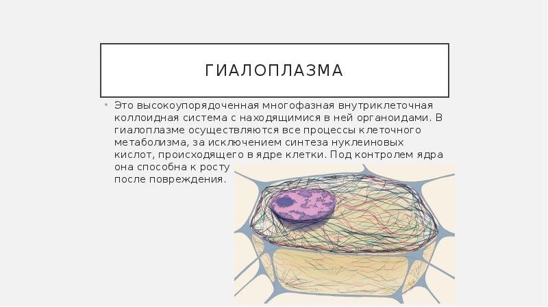 Гиалоплазма структура и функции