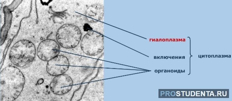 Клетка строение рисунок гиалоплазма