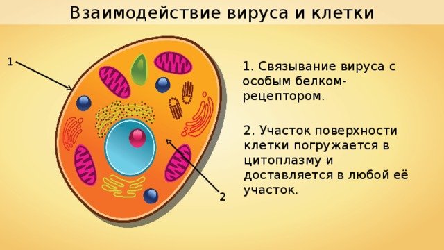 Клетка вируса 5 класс