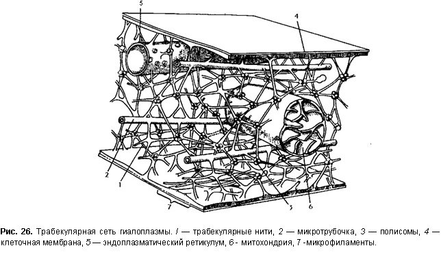 Гиалоплазма и цитоскелет