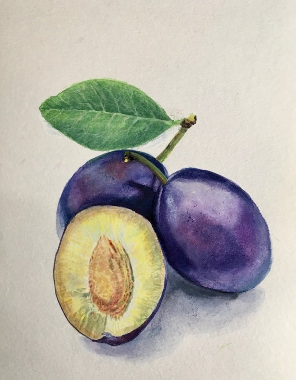 Рисунок сливы