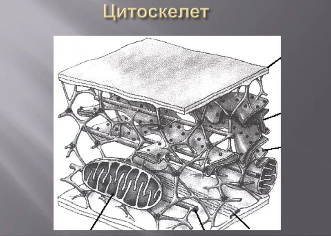 Строение цитоскелета клетки схема