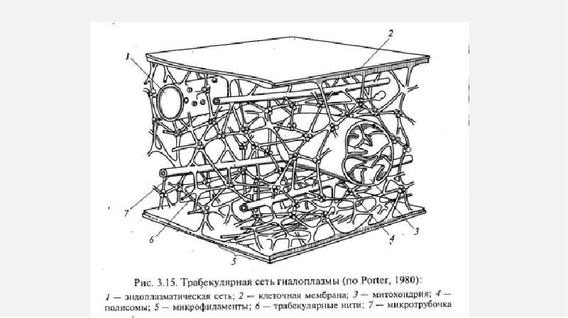 Структура цитоскелет схема