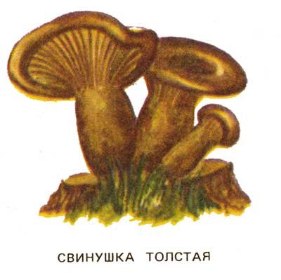 Гриб свинушка
