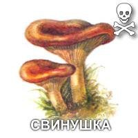 Свинушка гриб рисунок