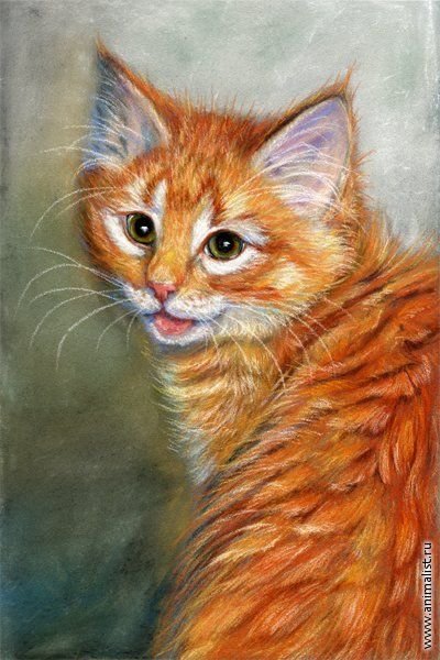 Рыжая кошка