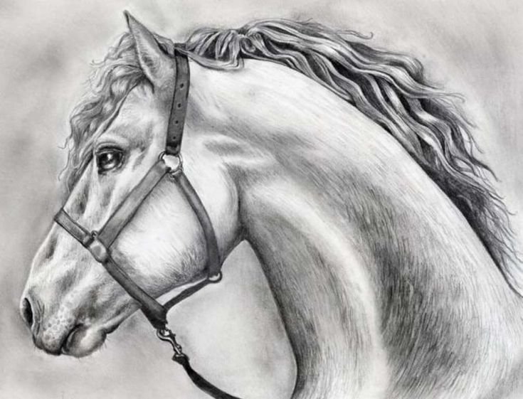 Рисунки карандашом