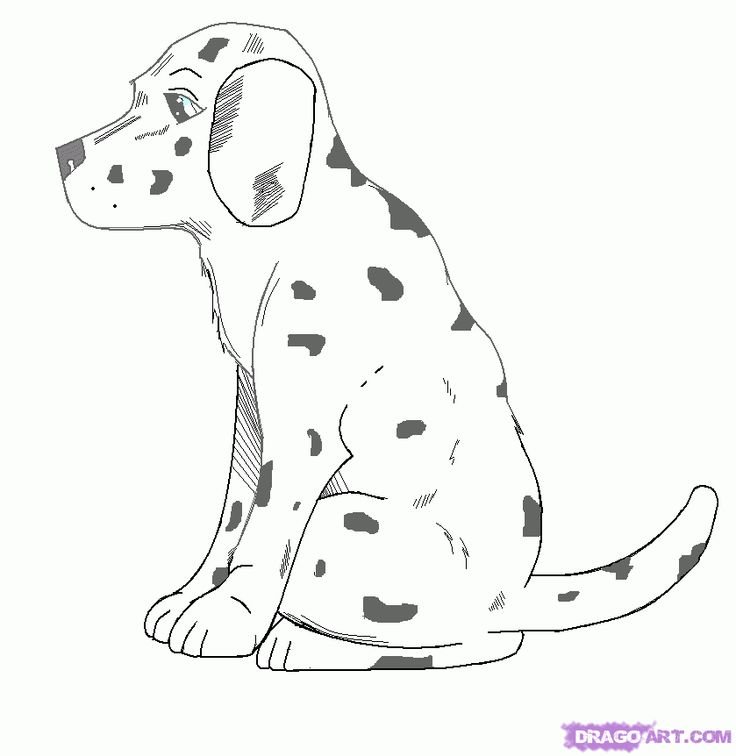 Далматинец рисунок для срисовки