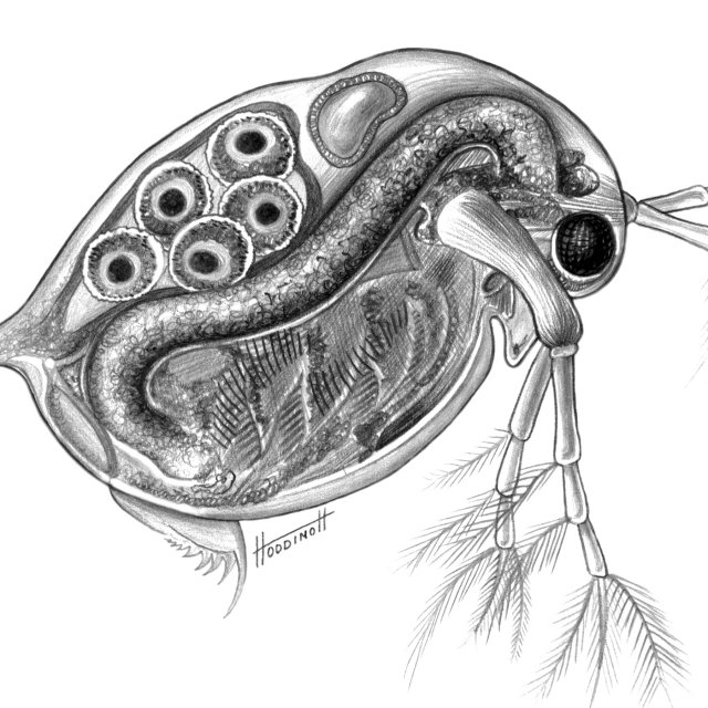 Дафния Магна Daphnia Magna Straus