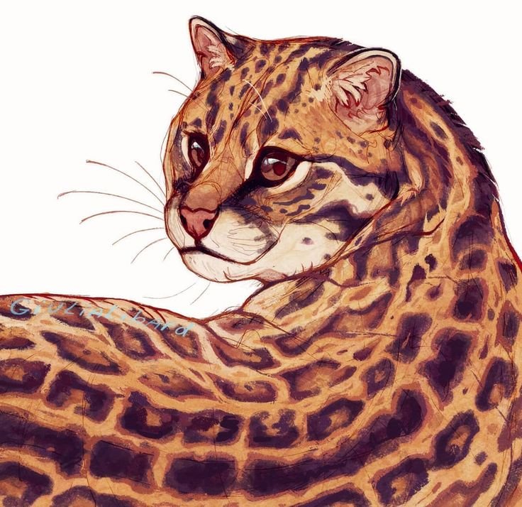 Леопард Оцелот