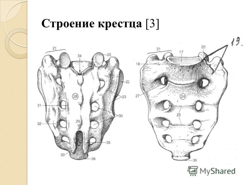 Крестец и копчик вид спереди