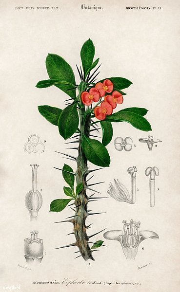 Euphorbia waldsteinii рисунок
