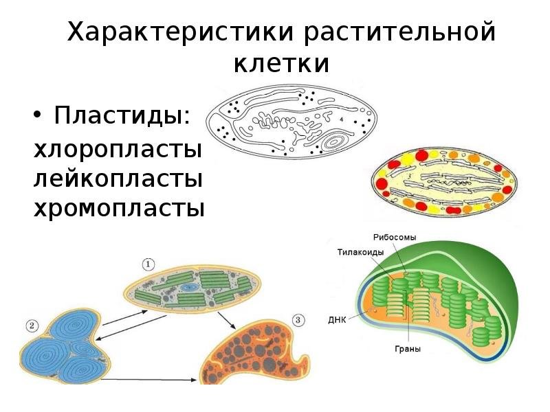 Лейкопласты в растительной клетке