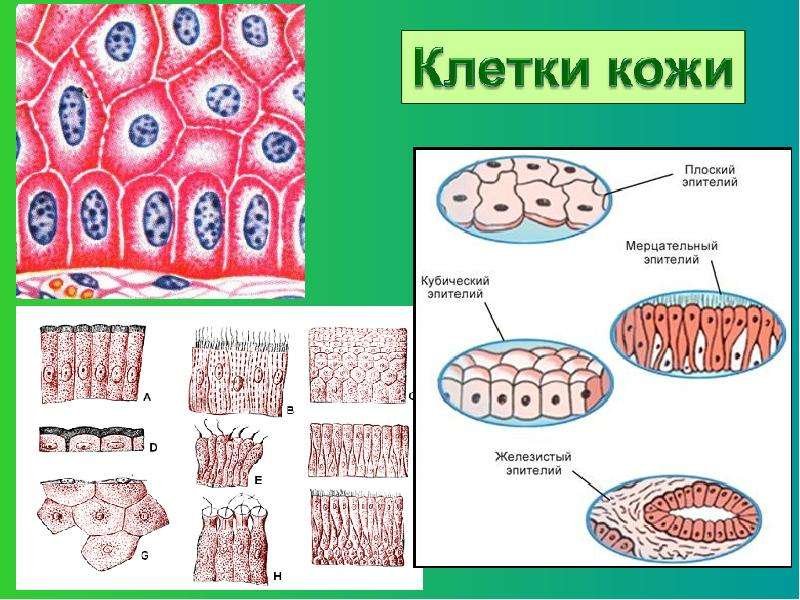 Клетка кожи рисунок