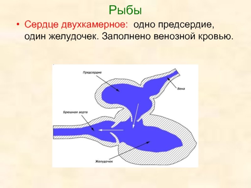 Схема строения сердца рыб