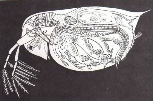 Дафния