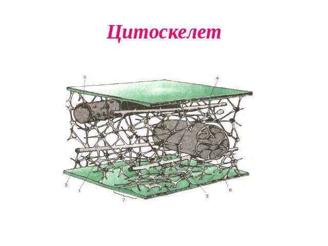 Цитоскелет клетки растений