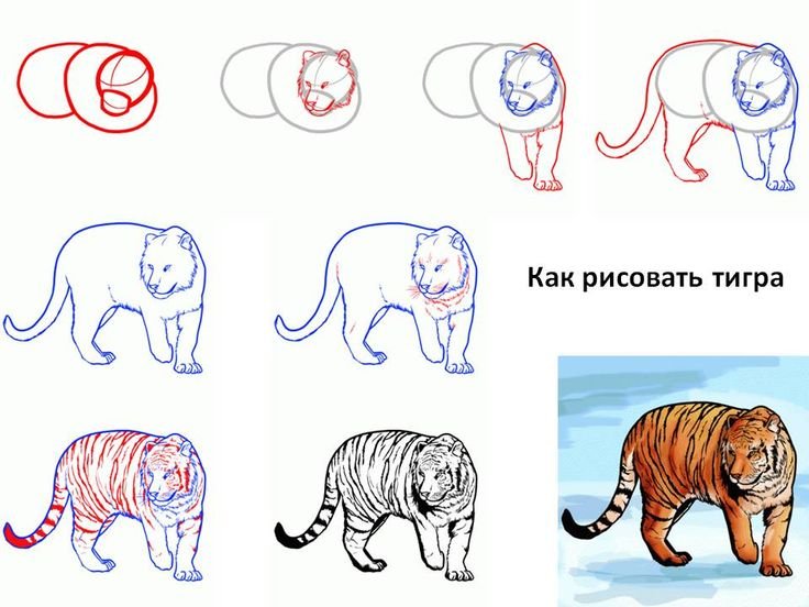 Тигр карандашом легкий поэтапно