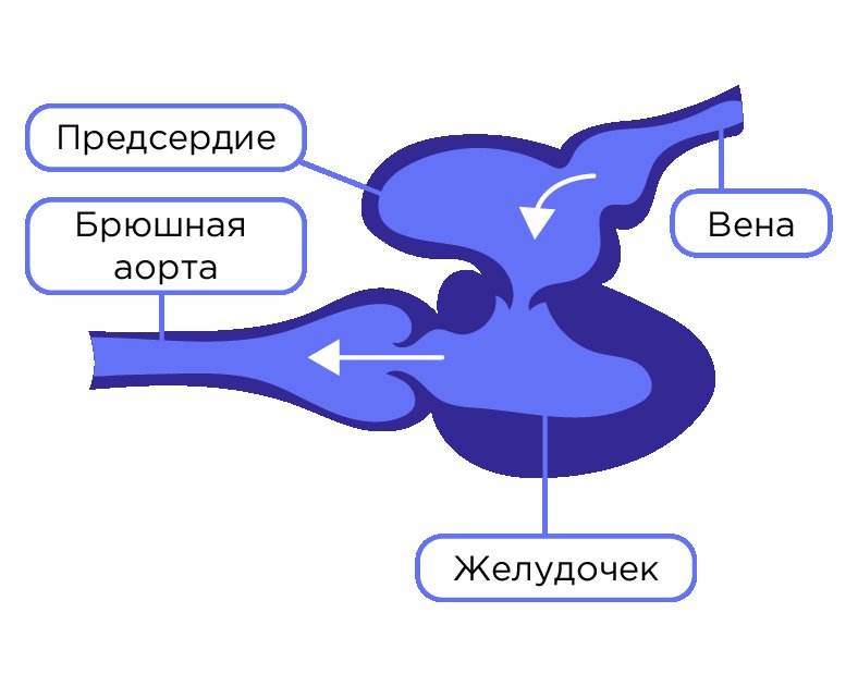 Сердце рыбы схема