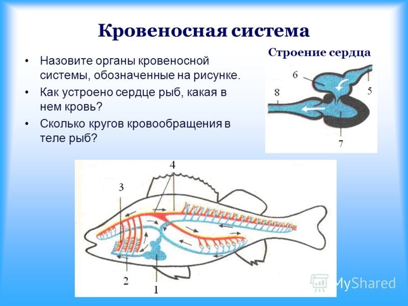 Сердце рыбы