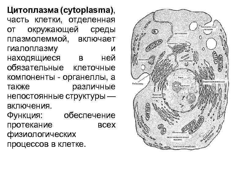 Органелла отграничивающей клетку от окружающей среды