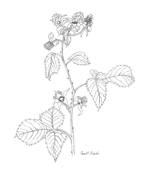 Куст малины рисунок
