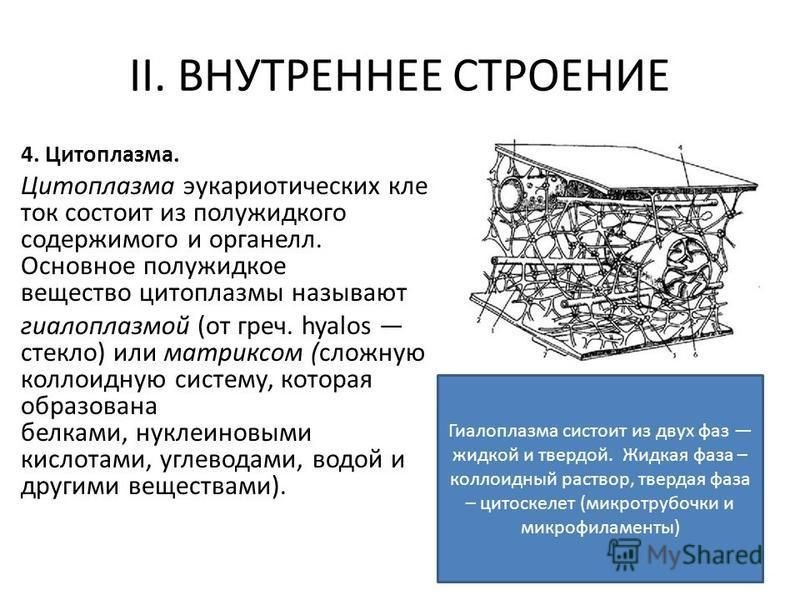Строение гиалоплазмы